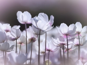 White, forester, Flowers, Poppy Anemone