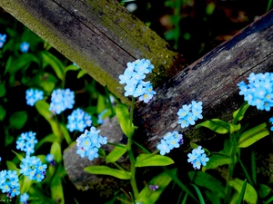 Blue, Flowers, forget-me-not