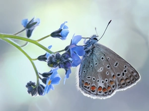 forget-me-not, Close, Dusky Icarus, Colourfull Flowers, butterfly