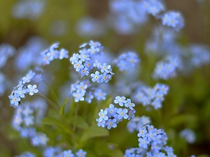 Forget, Blue, Flowers