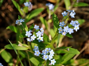 Forget, Blue, Flowers
