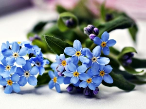 Forget, Blue, Flowers