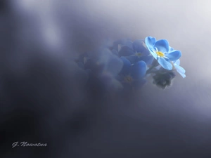 Blue, forget-me-not