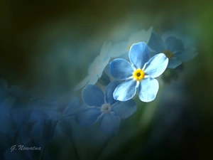 Blue, forget-me-not