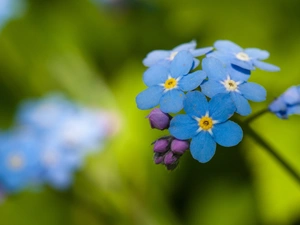 Flower, forget-me-not