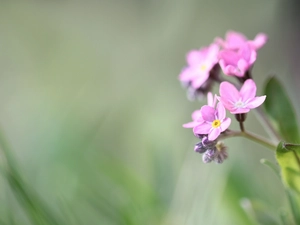 Colourfull Flowers, Pink, forget-me-not
