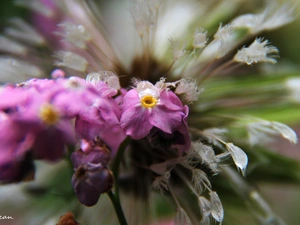 Pink, WET, plant, Forget