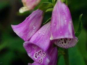 drops, Flowers, Purple Foxglove