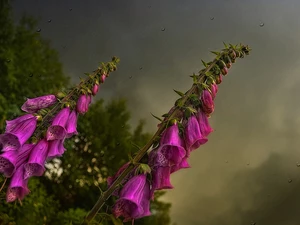 Violet, Clouds, Sky, foxglove
