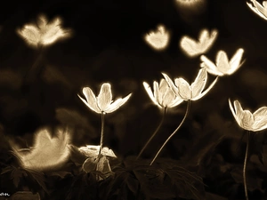 Fractalius, White, Anemones