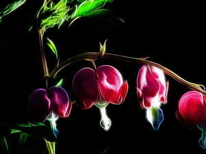twig, Flowers, background, Bleeding Heart, Pink, Black, Fractalius