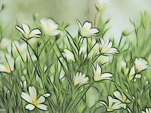 Cerastium, Fractalius