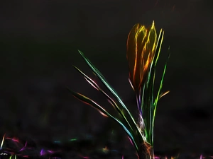 crocus, Fractalius