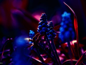 Fractalius, Muscari, Flowers