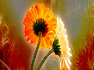 Fractalius, gerberas, graphics