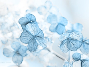 hydrangea, Fractalius