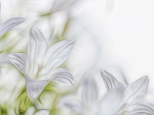 Fractalius, Campanula, ringtones