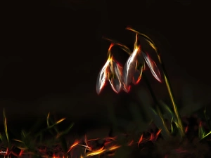 snowdrops, Fractalius