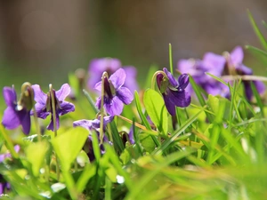 fragrant violets, grass