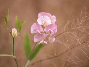 peas, Pink, Flowers, fragrant