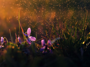 fragrant violets, Rain