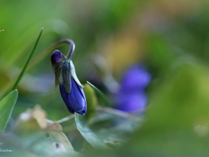 Colourfull Flowers, Spring, Fragrant, bud, violet
