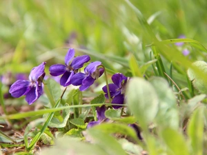 fragrant violets