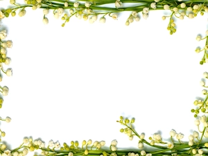 lily of the Valley, frame