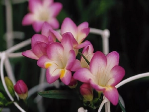 freesia, cherry, White