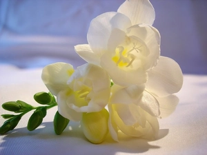 freesia, twig, white