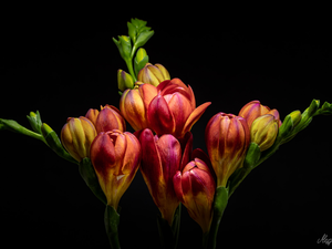 black background, Flowers, Freesias