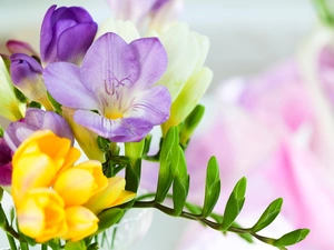 Freesias, Flowers, color