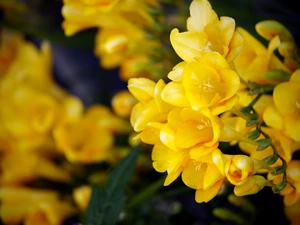Freesias, Yellow, Flowers