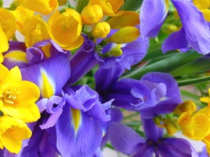 Freesias, Irises