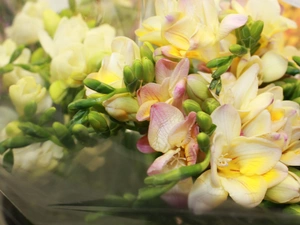 Freesias, Flowers, Yellow