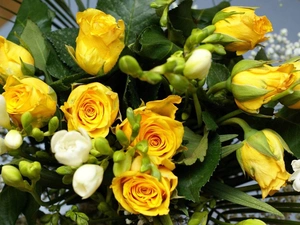 Yellow, White, Freesias, roses