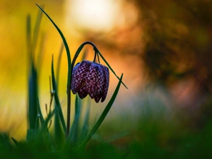 Colourfull Flowers, Fritillaria meleagris