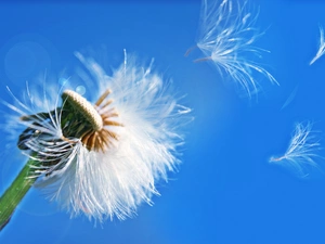 puffball, fructification, dandelion, common