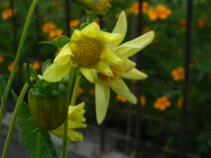 Yellow Honda, Flowers, fructification, Dalia