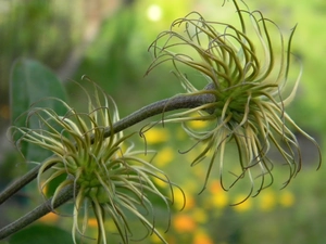 Fruitbodies, faded, Clematis