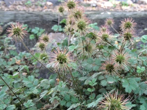 Aceny Buchanana, spiky, Fruits