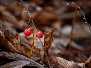 lily of the Valley, Fruits