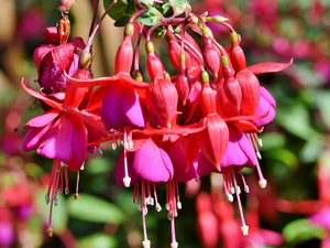 Buds, Colourfull Flowers, fuchsia