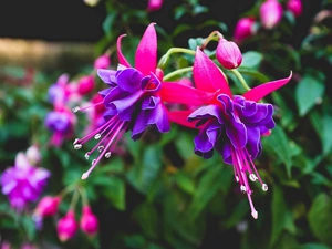 fuchsia, Garden