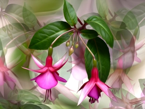 graphics, Colourfull Flowers, fuchsia