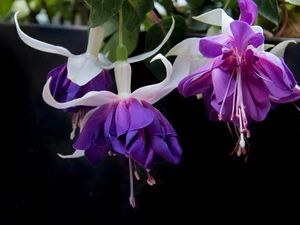 Fuchsia, Flowers, purple