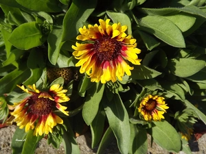 gaillardia aristata