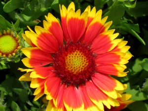 gaillardia aristata
