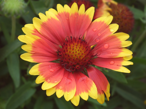 nature, Gaillardia, Bristlecone, Colourfull Flowers
