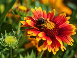 dumbledor, Colourfull Flowers, gaillardia aristata, color